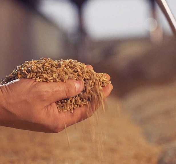 Органик Фуд