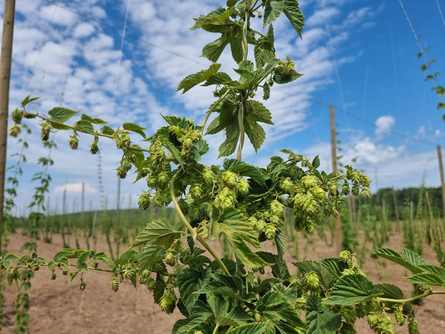 Hop-growing project in the Kuban