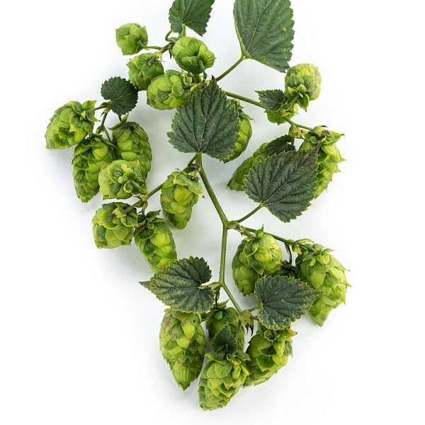 Hop Cascade
