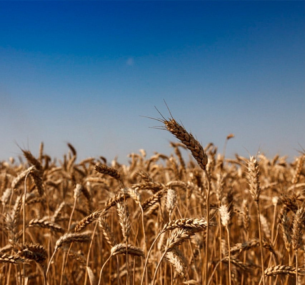 Грейнрус Агро Грейнрус Агро