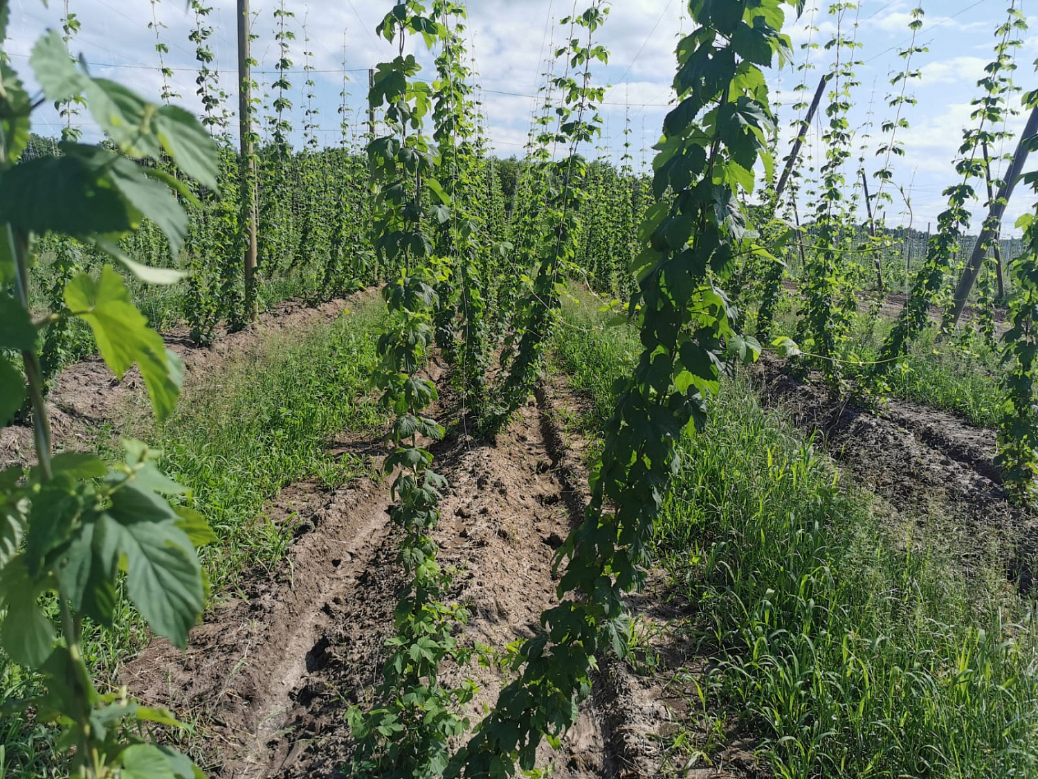 Hop-growing project in the Kuban