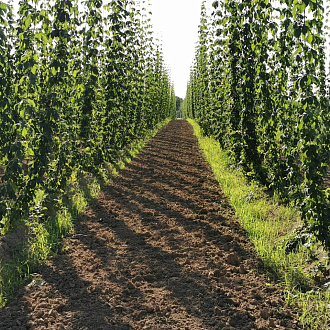 Hop-growing farm, Krasnodar region
