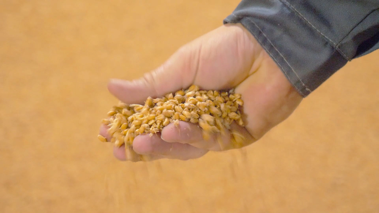 Malt production