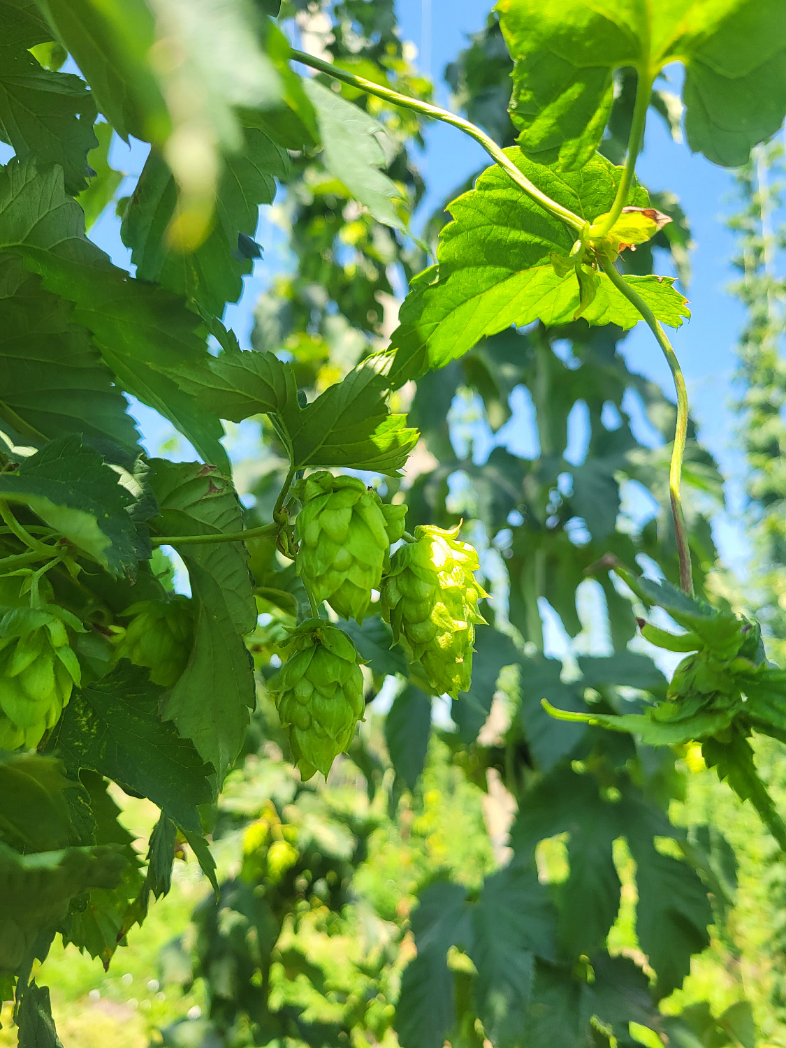 Репортаж с полей: хмельники Грейнрус в Краснодарском крае