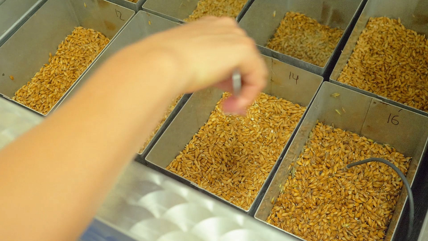 Malt production